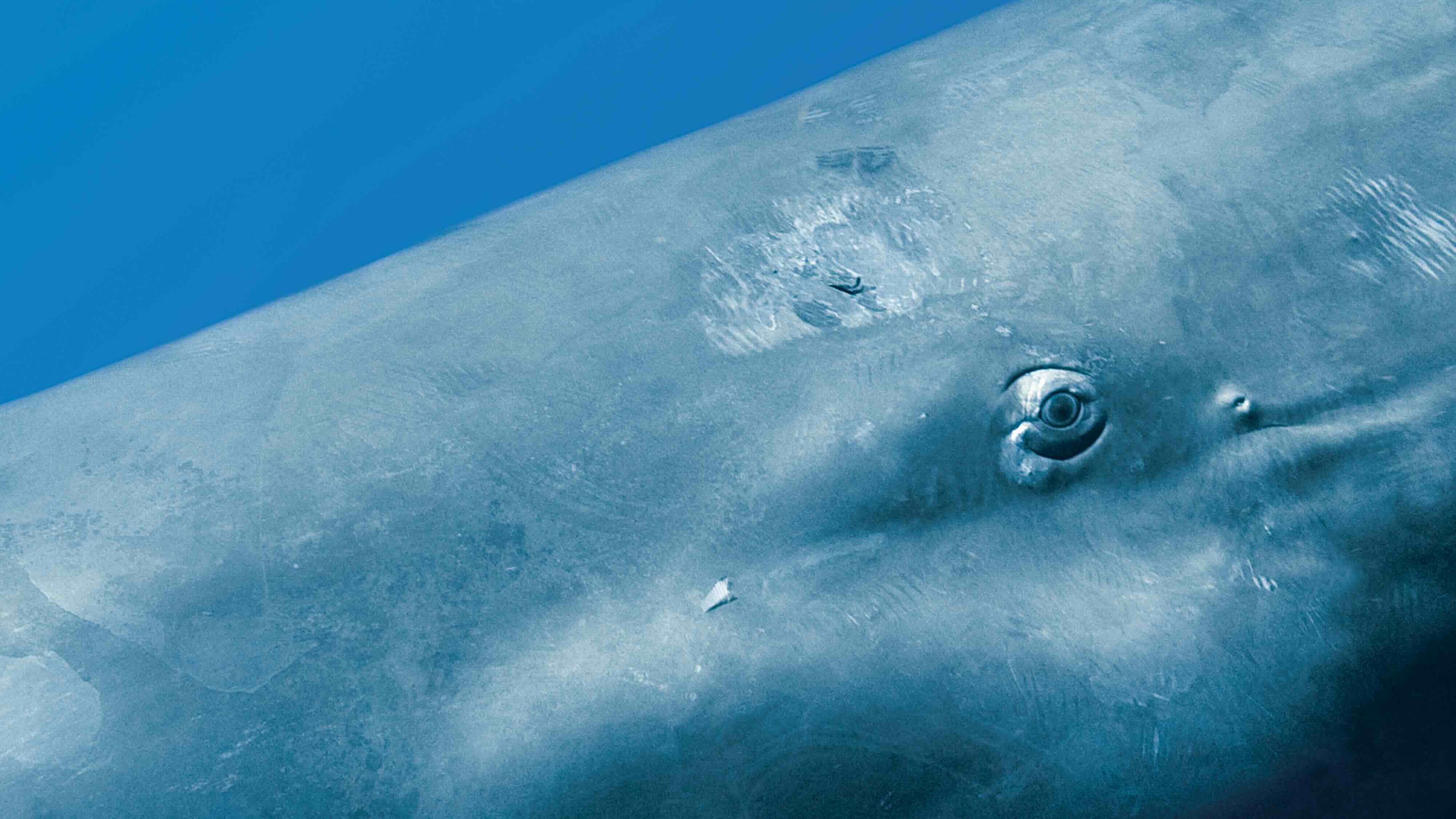 Royal Ontario Museum