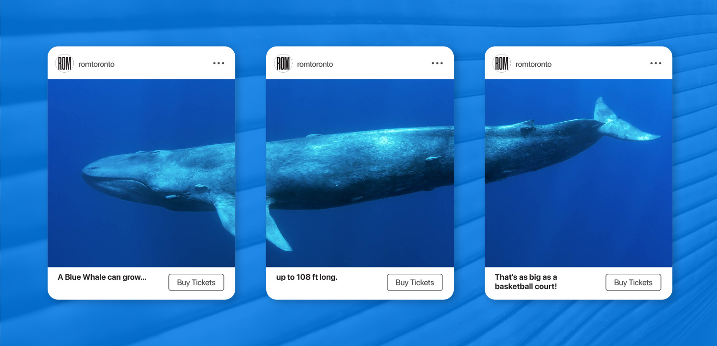 Royal Ontario Museum exhibition campaign social media and digital creative